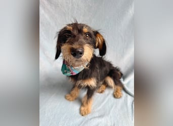Norton - Süßer Hundejunge sucht liebevolle Menschen!