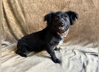 Chico - Sanfter kleiner Herzenshund sucht sein Zuhause!