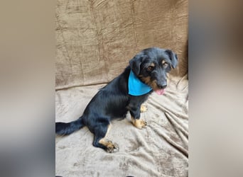 Knox - Kleiner Charmeur sucht sein Für-Immer-Körbchen!