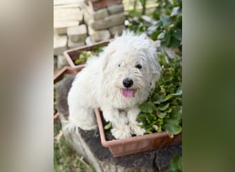 Lorka - Ein kleines Herz auf der Suche nach ihrem großen Glück