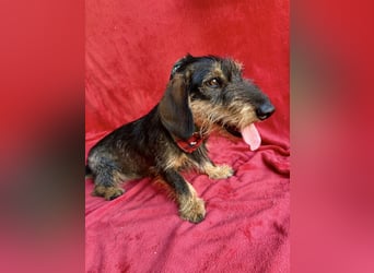 Hudson - Liebenswerter Dackel-Mix-Rüde sucht endlich sein Glück