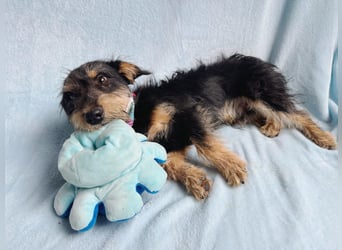 Norton - Süßer Hundejunge sucht liebevolle Menschen!