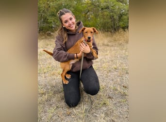 Sawyer - Quirliger, neugieriger Welpenjunge sucht sein Zuhause!