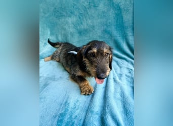 Hudson - Liebenswerter Dackel-Mix-Rüde sucht endlich sein Glück