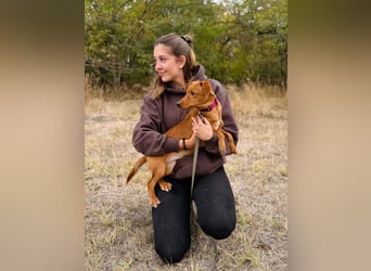 Sawyer - Quirliger, neugieriger Welpenjunge sucht sein Zuhause!