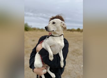 Ivy - Liebevolle, sanfte Hündin sucht ihre Herzensmenschen