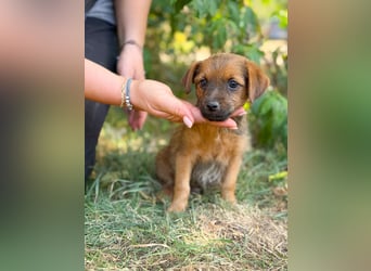 Nien - Zuckersüßes Hundekind sucht sein Zuhause!