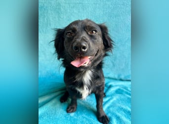 Chico - Sanfter kleiner Herzenshund sucht sein Zuhause!
