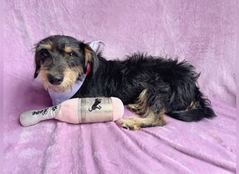 Norton - Süßer Hundejunge sucht liebevolle Menschen!