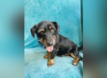 Knox - Kleiner Charmeur sucht sein Für-Immer-Körbchen!