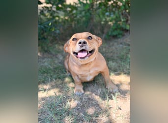 Sunny (Sarolta) - Sensible, junge Hündin sucht Menschen mit Herz und Geduld!