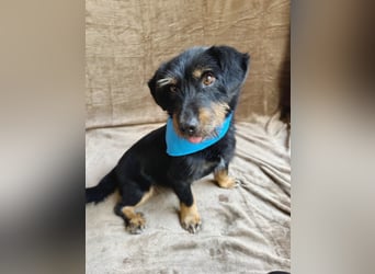 Knox - Kleiner Charmeur sucht sein Für-Immer-Körbchen!