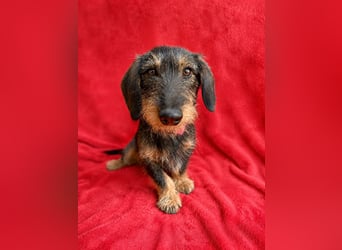 Hudson - Liebenswerter Dackel-Mix-Rüde sucht endlich sein Glück
