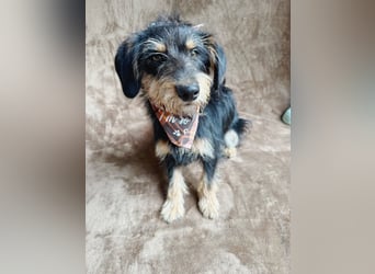 Norton - Süßer Hundejunge sucht liebevolle Menschen!