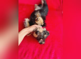 Norton - Süßer Hundejunge sucht liebevolle Menschen!