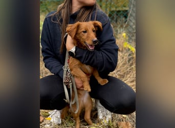 Sandy - Quirliges Hundemädchen sucht ein liebevolles Zuhause