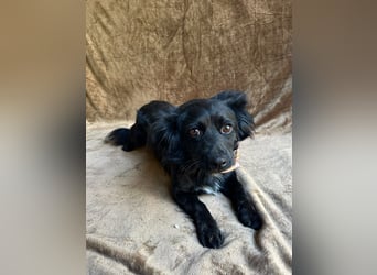 Chico - Sanfter kleiner Herzenshund sucht sein Zuhause!