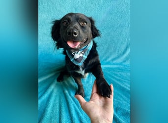 Chico - Sanfter kleiner Herzenshund sucht sein Zuhause!