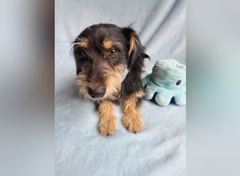 Norton - Süßer Hundejunge sucht liebevolle Menschen!