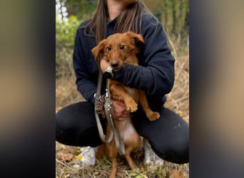Sandy - Quirliges Hundemädchen sucht ein liebevolles Zuhause