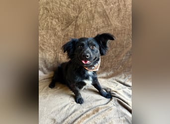 Chico - Sanfter kleiner Herzenshund sucht sein Zuhause!
