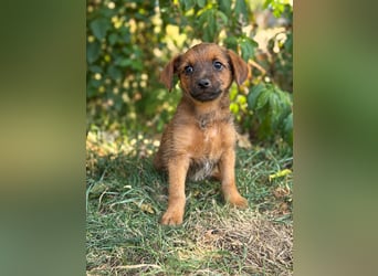 Nien - Zuckersüßes Hundekind sucht sein Zuhause!