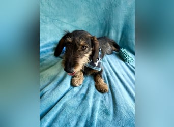 Hudson - Liebenswerter Dackel-Mix-Rüde sucht endlich sein Glück