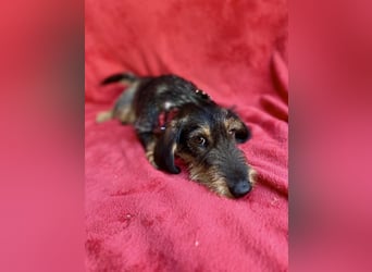 Hudson - Liebenswerter Dackel-Mix-Rüde sucht endlich sein Glück