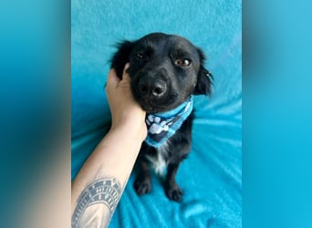 Chico - Sanfter kleiner Herzenshund sucht sein Zuhause!