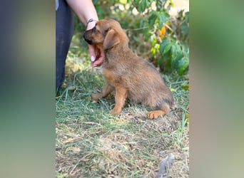 Nien - Zuckersüßes Hundekind sucht sein Zuhause!