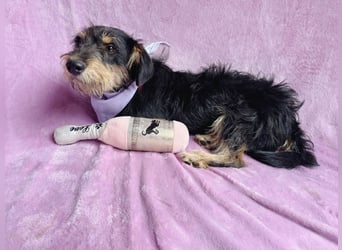 Norton - Süßer Hundejunge sucht liebevolle Menschen!