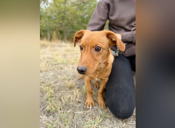 Sawyer - Quirliger, neugieriger Welpenjunge sucht sein Zuhause!