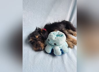 Norton - Süßer Hundejunge sucht liebevolle Menschen!