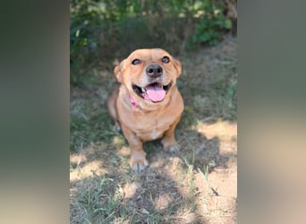 Sunny (Sarolta) - Sensible, junge Hündin sucht Menschen mit Herz und Geduld!