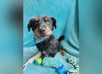 Knox - Kleiner Charmeur sucht sein Für-Immer-Körbchen!