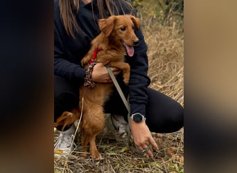 Sandy - Quirliges Hundemädchen sucht ein liebevolles Zuhause