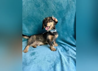 Hudson - Liebenswerter Dackel-Mix-Rüde sucht endlich sein Glück