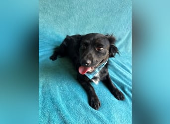 Chico - Sanfter kleiner Herzenshund sucht sein Zuhause!