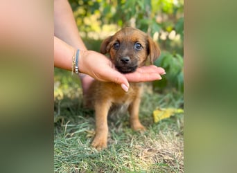 Nien - Zuckersüßes Hundekind sucht sein Zuhause!