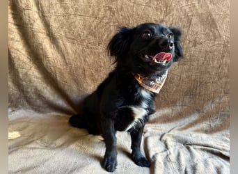 Chico - Sanfter kleiner Herzenshund sucht sein Zuhause!