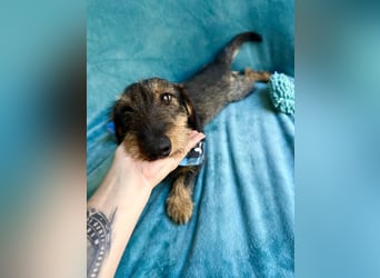 Hudson - Liebenswerter Dackel-Mix-Rüde sucht endlich sein Glück