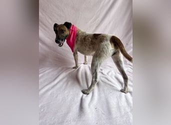 Zena - Fröhliche Abenteurerin auf der Suche nach ihrem Glück