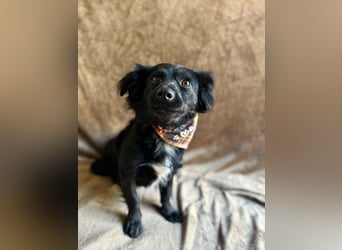 Chico - Sanfter kleiner Herzenshund sucht sein Zuhause!