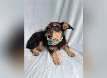 Norton - Süßer Hundejunge sucht liebevolle Menschen!