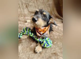 Norton - Süßer Hundejunge sucht liebevolle Menschen!