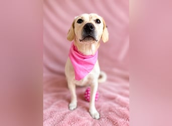 Ivy - Liebevolle, sanfte Hündin sucht ihre Herzensmenschen