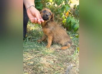 Nien - Zuckersüßes Hundekind sucht sein Zuhause!