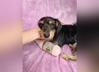 Norton - Süßer Hundejunge sucht liebevolle Menschen!