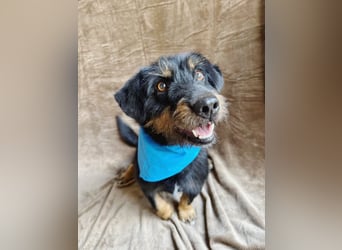Knox - Kleiner Charmeur sucht sein Für-Immer-Körbchen!