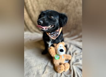 Chico - Sanfter kleiner Herzenshund sucht sein Zuhause!